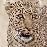 Wild Things/Far and Near: Photographs by Rob Sabatini
